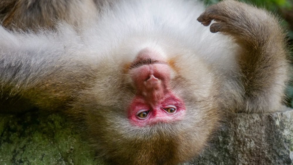 Visiting snow monkeys is a great idea from Matsumoto 