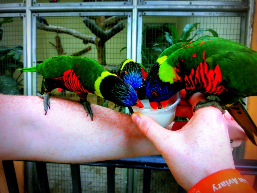 Visiting KL Bird Park as a day trip option from Gentling Highlands, Malaysia 