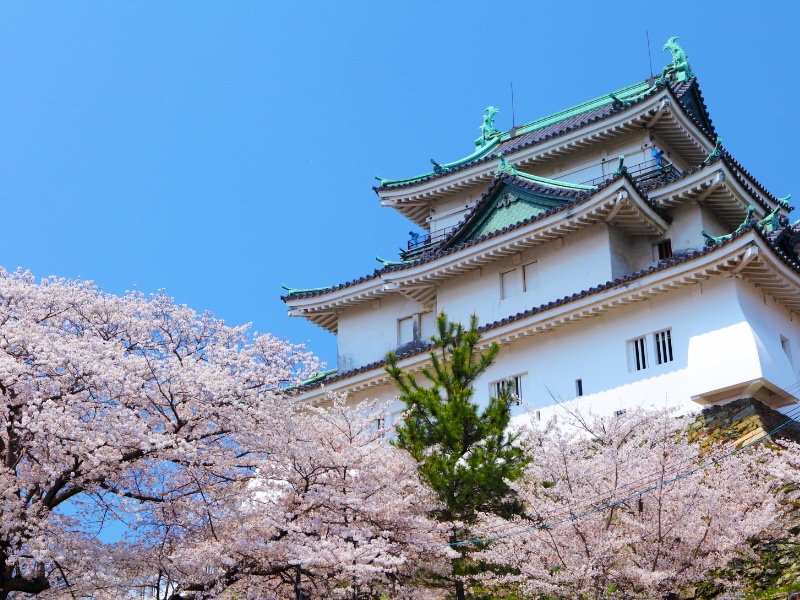 Wakayama Castle in Japan during cherry blossom season 