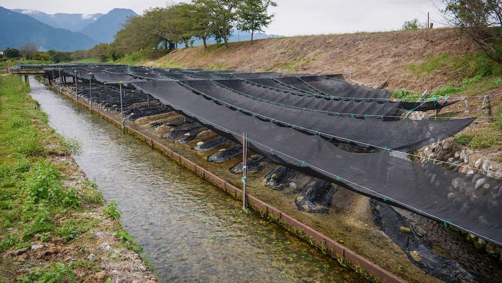 Wasabi farm covered protected from weather