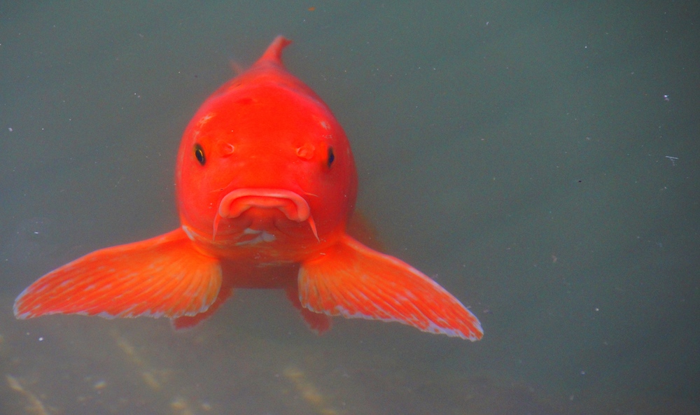 Well not everyone is smiling here: grumpy fish with a frown from the Golden Temple Amritsar