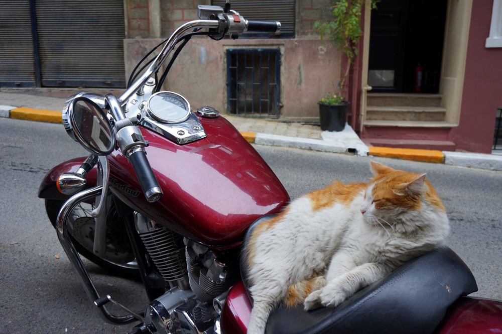 Well, why not? This easy riding cat was making itself quite at home on this motorcycle in Istanbul