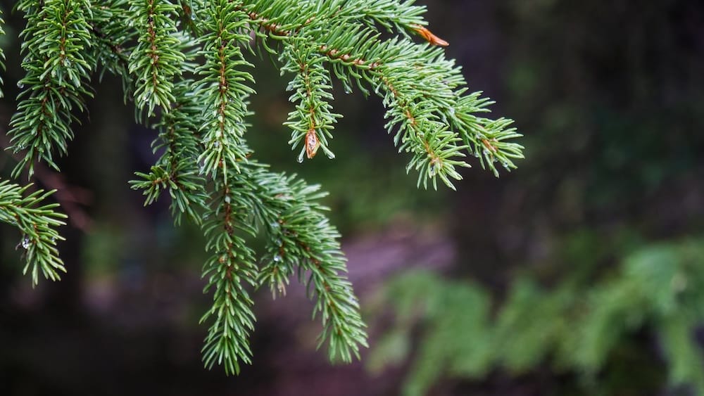 Wet evergreen branch at Peyto Lake viewpoint, Bow Summit, Icefields Parkway, Banff National Park A close-up of a rain-dampened evergreen branch with water droplets clinging to the needles, photographed at the Peyto Lake viewpoint on Bow Summit along the Icefields Parkway in Banff National Park, Alberta.