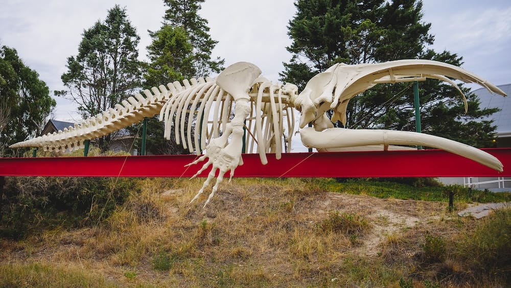 Monumental Whale Skeleton Display in Puerto Madryn, Chubut, Patagonia, Argentina A monumental whale skeleton is displayed on a red support beam beneath coastal skies in Puerto Madryn, Chubut, Patagonia, Argentina, with trees and sandy ground behind it.