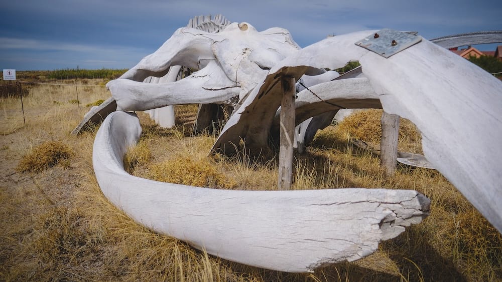 Esqueleto de ballena exhibido en la estepa costera de Península Valdés, Chubut, Patagonia, Argentina Un gran esqueleto de ballena está exhibido sobre pastizales secos en Península Valdés, Chubut, Patagonia, Argentina, con amplios huesos blancos extendidos sobre la estepa costera bajo un cielo azul nublado.