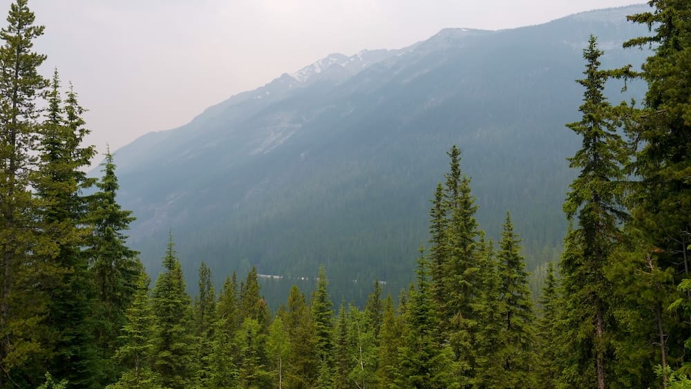 A white train forms a faint horizontal line across a hazy, forested mountainside near the Spiral Tunnels in Yoho National Park, British Columbia, visible just above the treeline in the lower third of the frame.