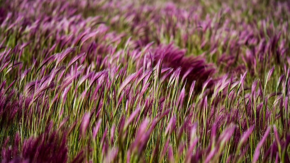 Wild pink plants in Ushuaia, Tierra del Fuego, Argentina 