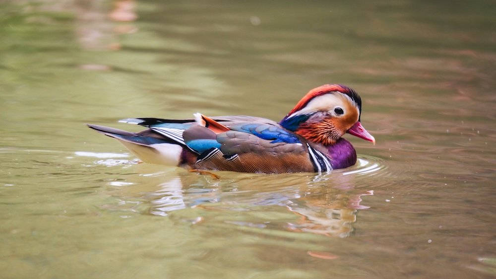 Wildlife duck at Bavaria Park in Munich, Germany 