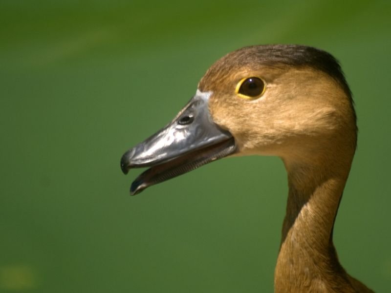 Wildlife you can spot in Butterworth including a duck