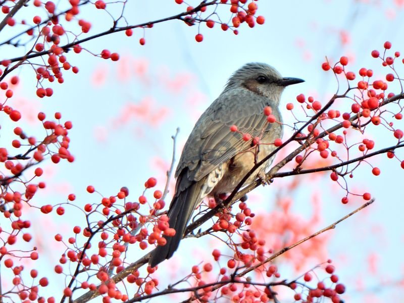 wildlife you can spot in Obihiro, Japan including birds 