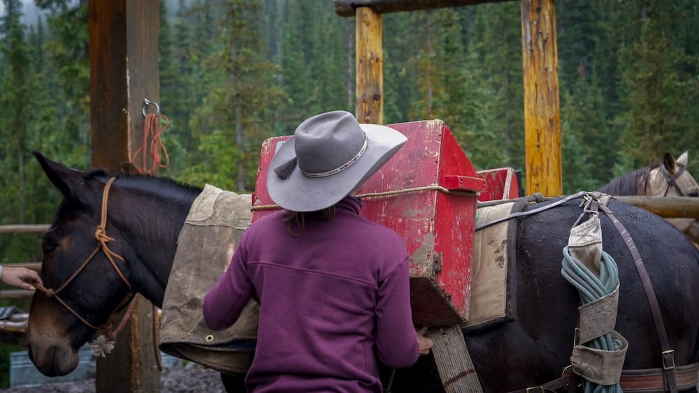 Guía cargando mula, Halfway Lodge, Parque Nacional Banff, Alberta, Canadá Un guía carga una caja roja de provisiones sobre una mula en un corral cerca de Halfway Lodge en el Parque Nacional Banff, Alberta, Canadá, durante una travesía a caballo.