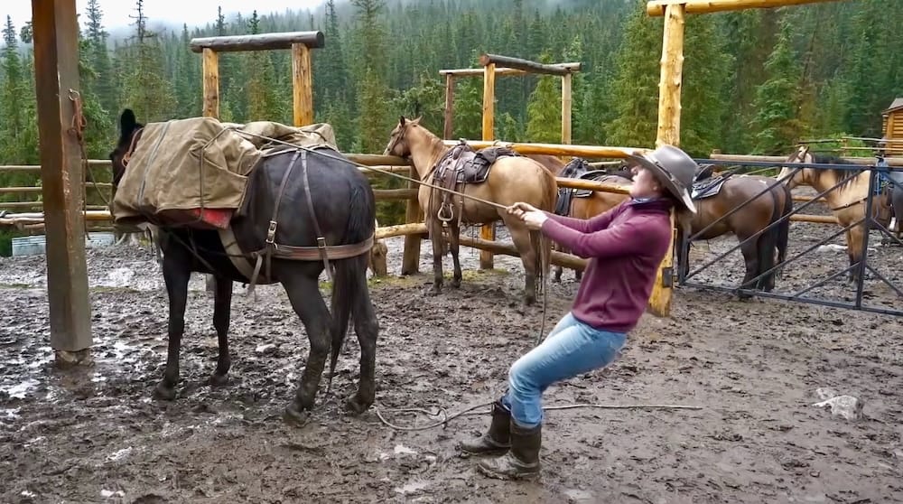 Guía y mula de carga, corral de Halfway Lodge, Parque Nacional Banff, Alberta, Canadá Un guía tira hacia atrás de una mula de carga en un corral embarrado cerca de Halfway Lodge en el Parque Nacional Banff, Alberta, Canadá, antes de un viaje de provisiones.