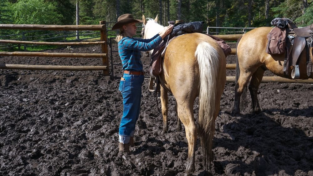 Wrangler saddling horse, Sundance Lodge corral, Banff Trail Riders backcountry trek, Alberta, Canada A wrangler saddles a horse in the muddy corral at Sundance Lodge in Banff National Park, Alberta, Canada, ahead of a day's ride on a Banff Trail Riders backcountry horseback trek.