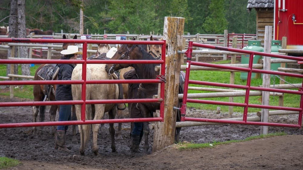 Guías y caballos en el portón del corral, establos de Banff Trail Riders, Banff, Alberta, Canadá Los guías (wranglers) llevan caballos a través de un portón de metal rojo en un corral embarrado de los establos en Banff, Alberta, Canadá, antes de una cabalgata guiada.