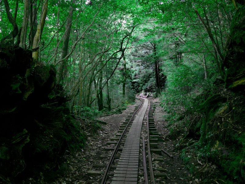 Yakushima scenic train tracks in the forest of japan