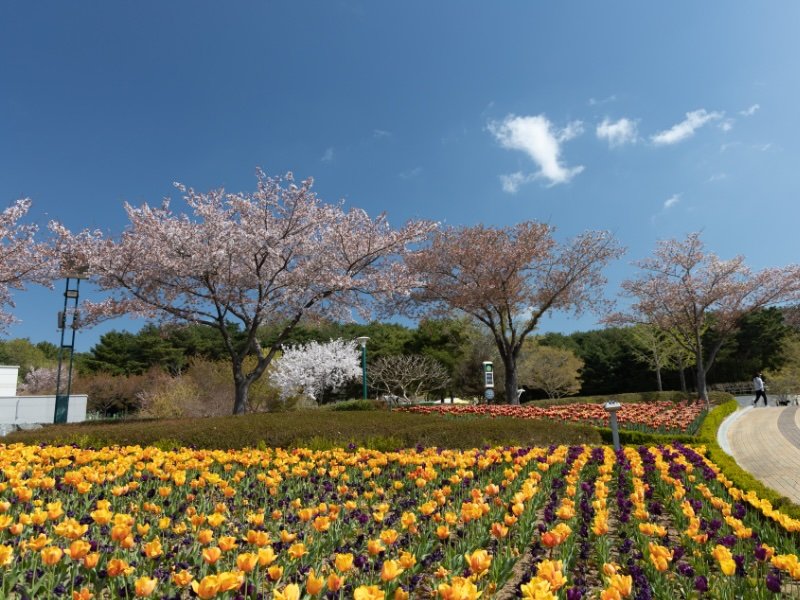 Yellow flowers and cherry blossoms in Ulsan, Korea 