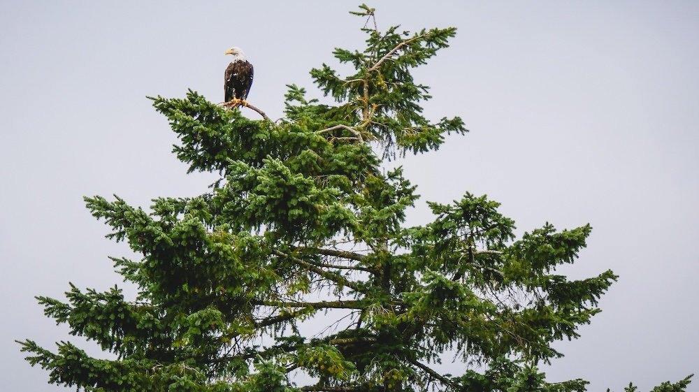 You can spot the bald eagle traveling around British Columbia 