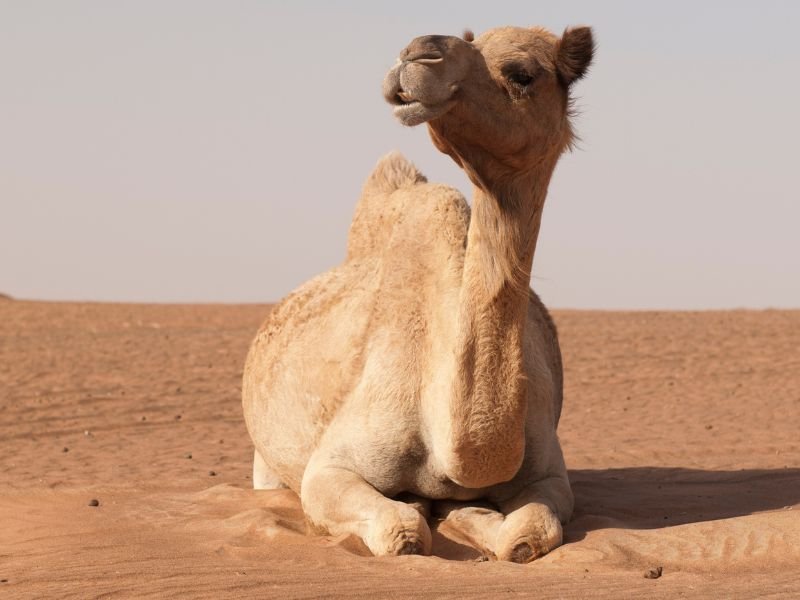 You can take a camel ride in Egypt 